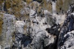 Cormorants on the cliff